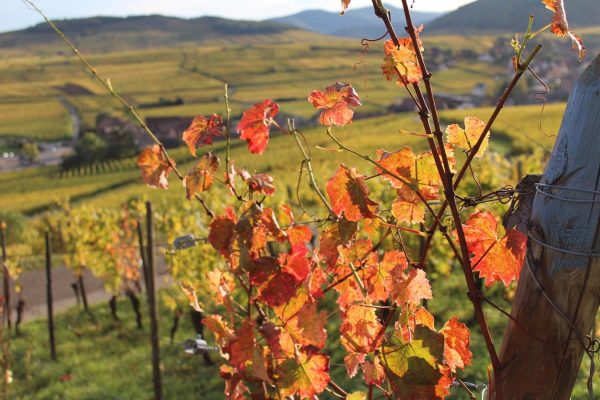 07-vigne-automne© OT Pays de Ribeauville-Riquewihr